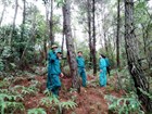 Thủ tục chuyển mục đích sử dụng rừng tại Nghệ An, Thanh Hóa